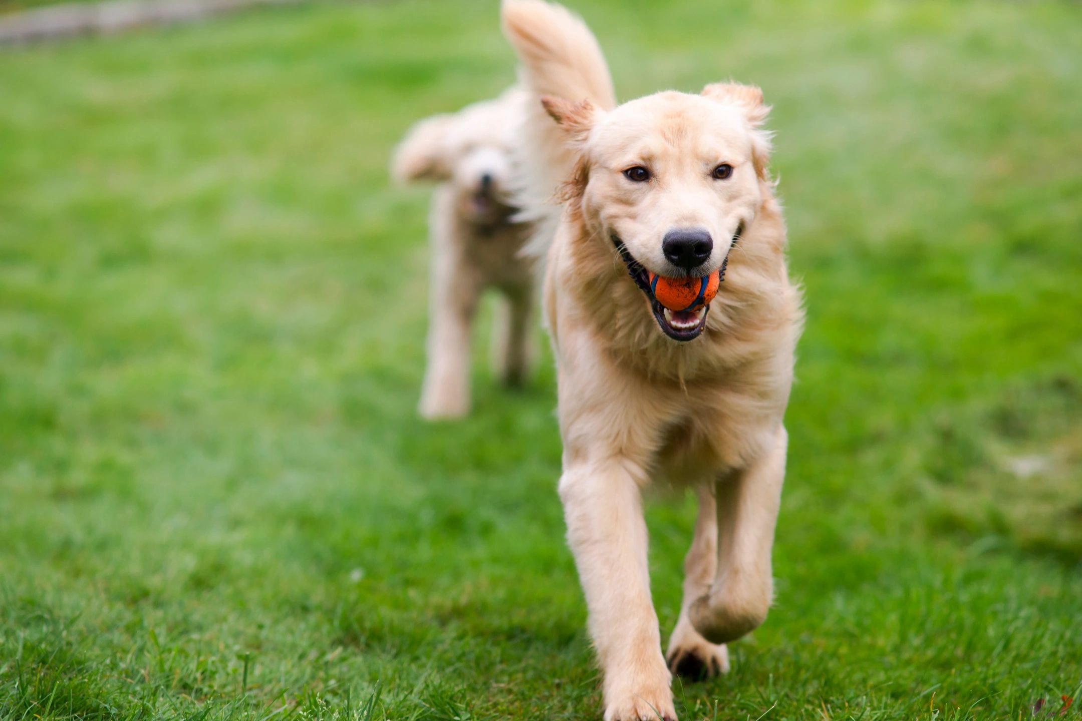Golden colored dog running in grass
