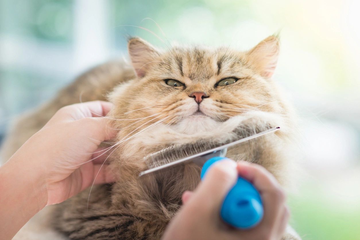 Why Private Label Pet Products Cost You More in the Long Run