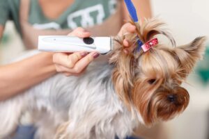 Person grooming a small Yorkshire Terrier with electric clippers, showing pet grooming and trimming in progress.